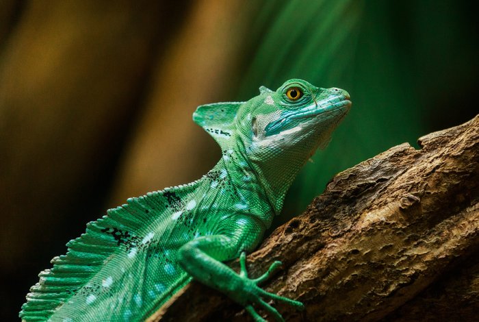 You Cannot Evade the Basilisk's Gaze
