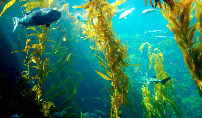illustration Benthic
