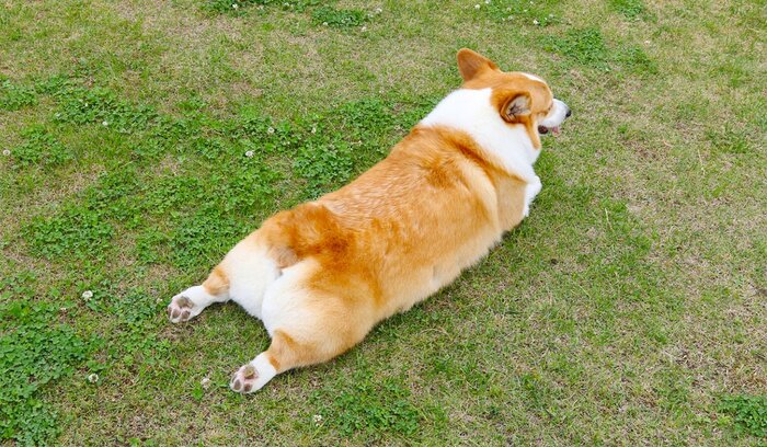 Bobtail