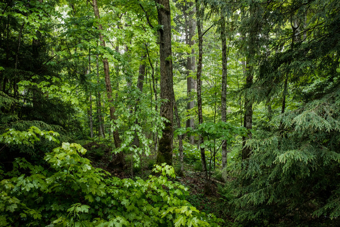 illustration Deciduous