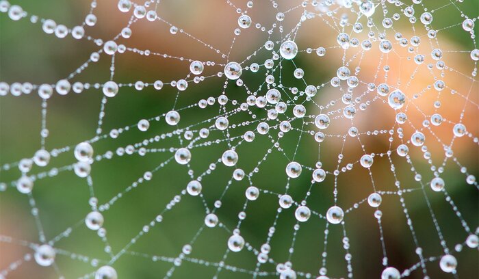 illustration Gossamer