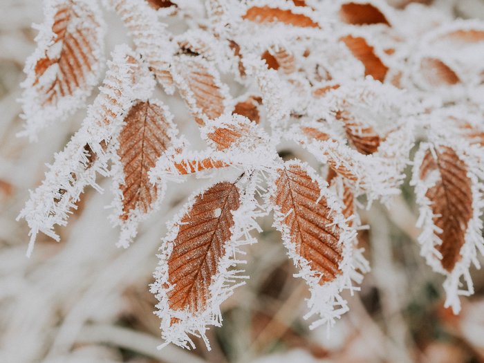 What is hoarfrost?