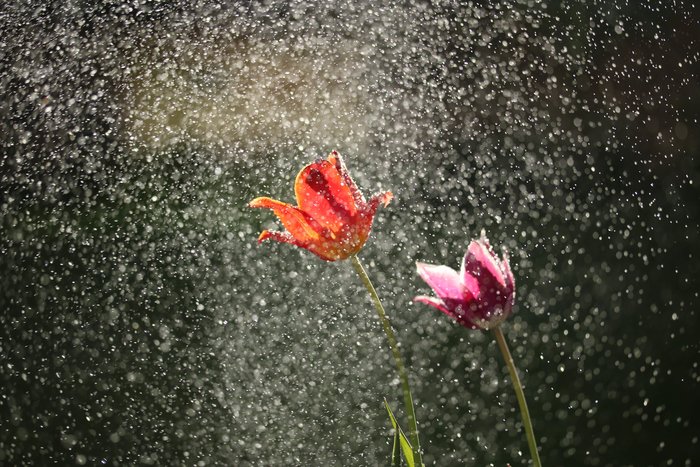 illustration Petrichor