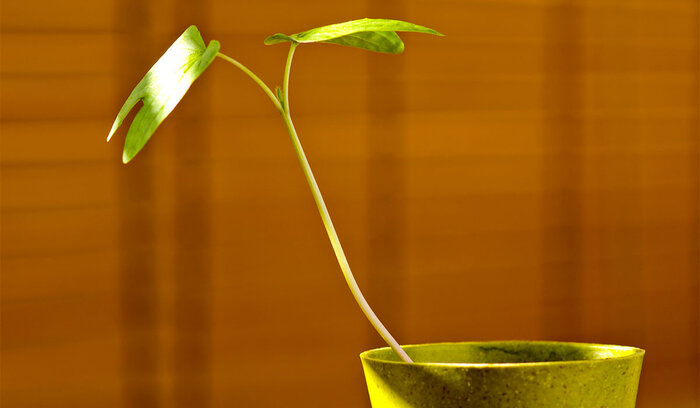 illustration Tropism