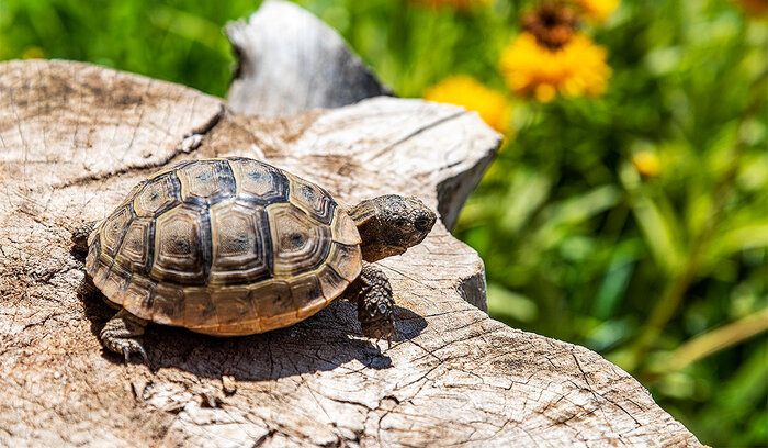 illustration Carapace