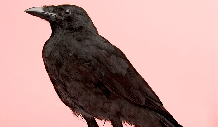 illustration Corvine