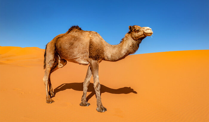 illustration Dromedary